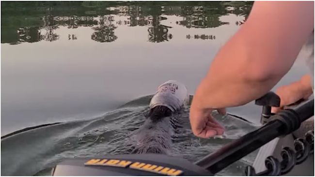 Bear with plastic tub on his head rescued by family.