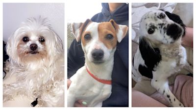 The three dogs were taken on Wednesday, said police.
Credit: Cambridgeshire Police