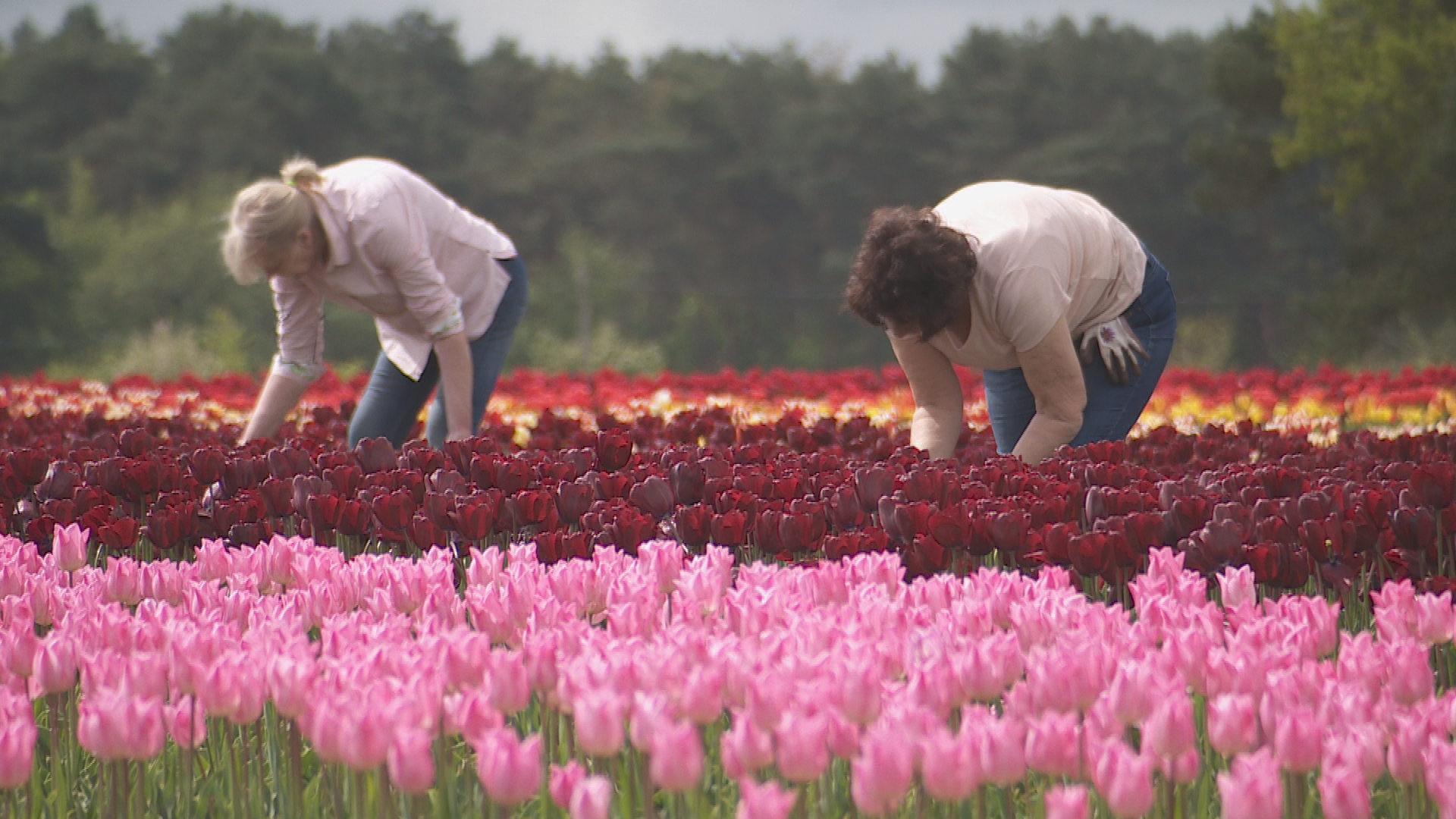 Stunning field of nine million tulips helping to bring back world