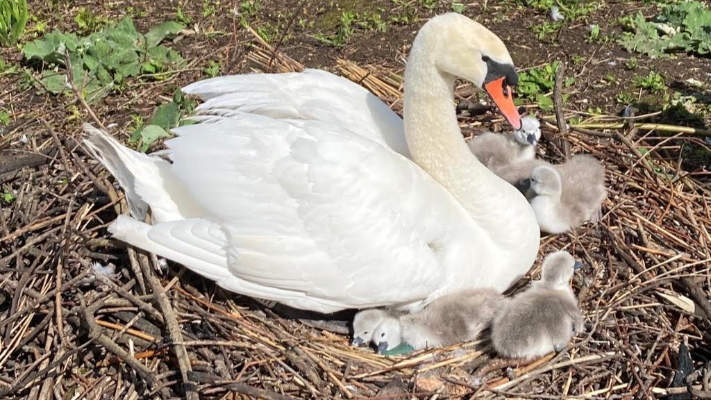 First cygnets of the year arrive at Abbotsbury on Coronation Day | ITV ...