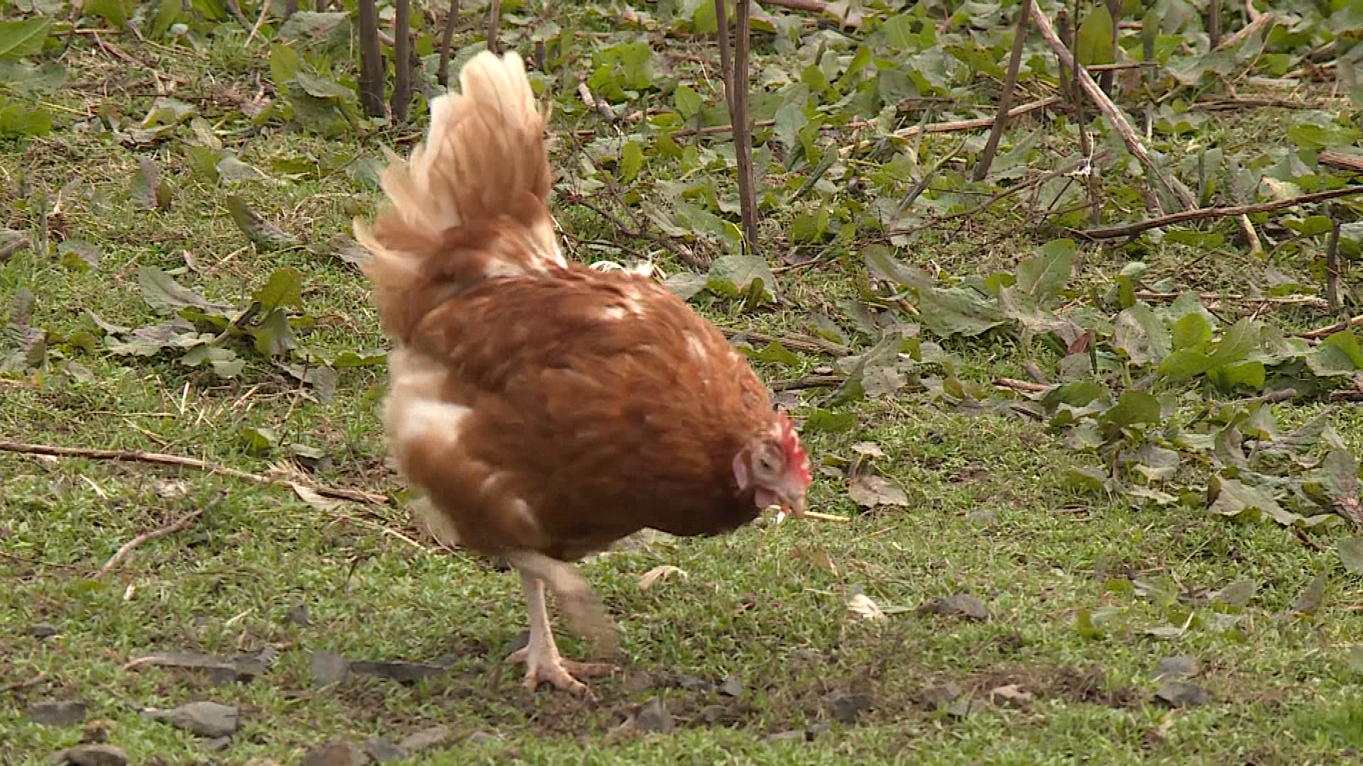 Cheltenham chicken lays giant egg - BBC News