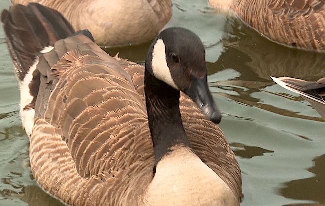 Canada goose 80 sales percent off uk