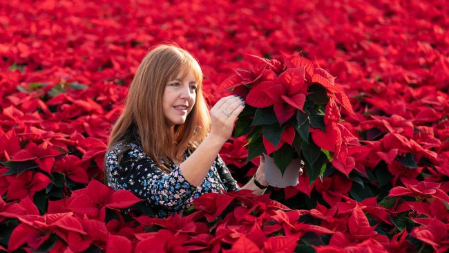 Lisa Lindfield inspects the crop of Poinsettias at Bridge Farm Group in Spalding, Lincolnshire, ahead of the Christmas period.
Credit: PA