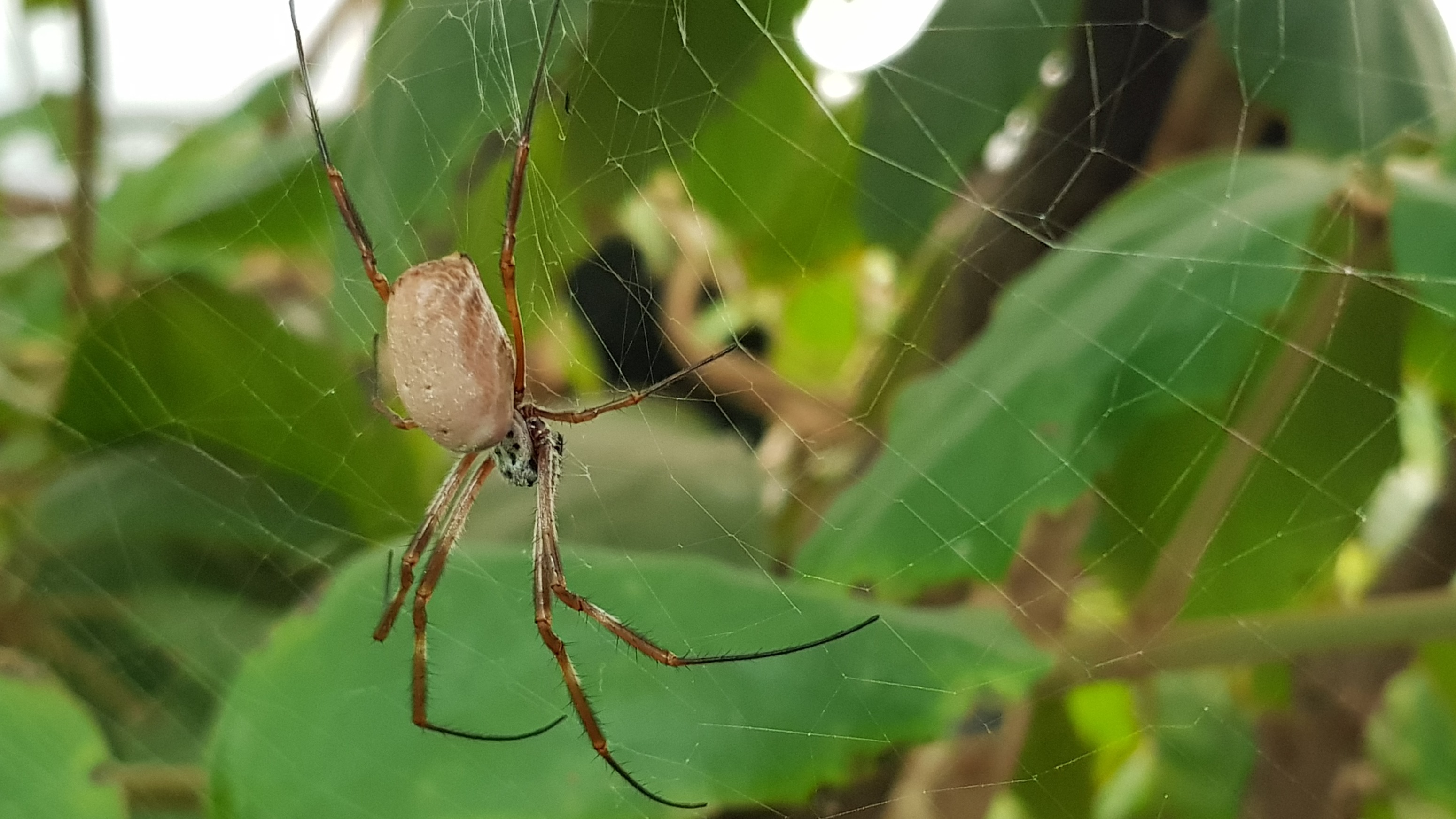 London Zoo starts UK-wide hunt to find the nation's biggest arachnophobes |  ITV News London