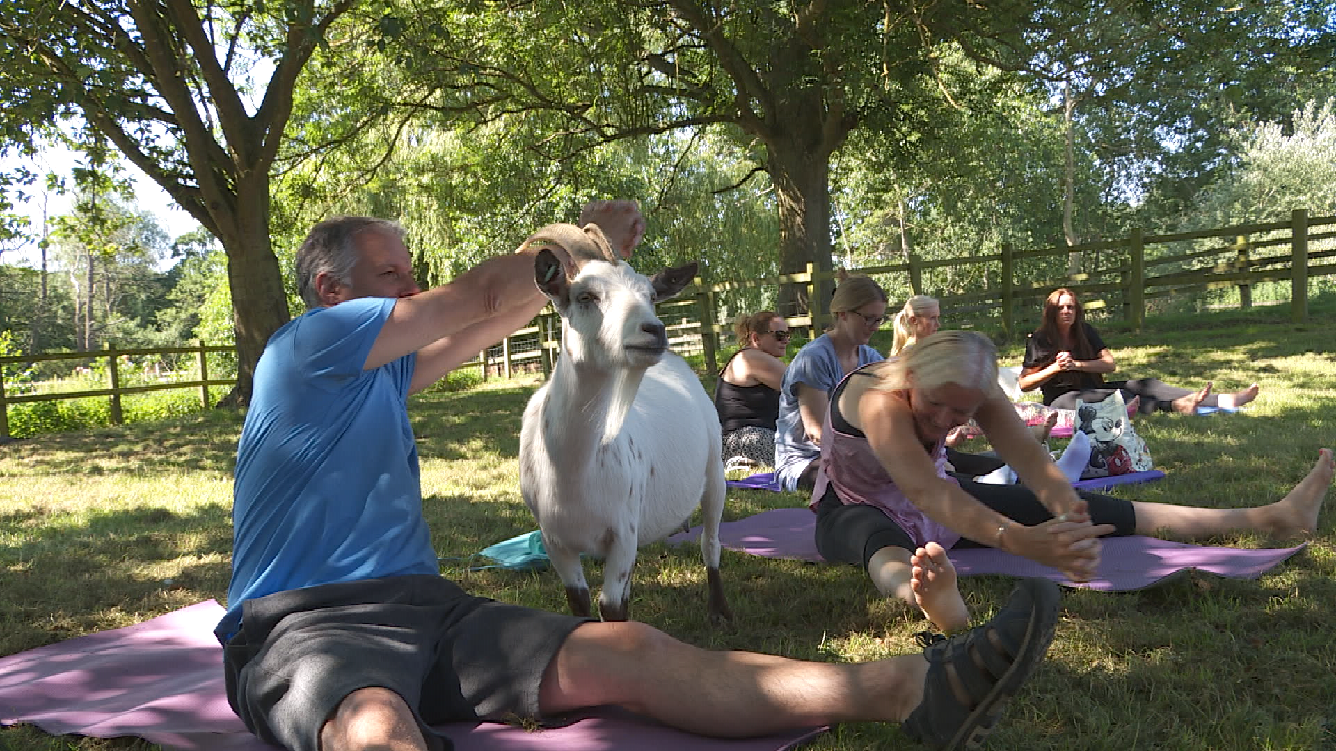 Goat yoga craze growing in popularity - Latest From ITV News