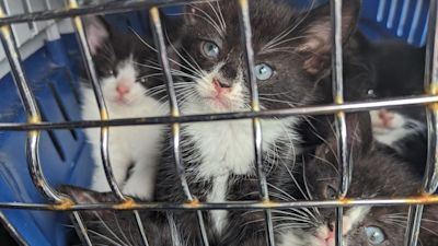 101023 - DERBY KITTENS - ITV News Central - RSPCA - Ellen Knight