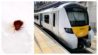 FotoJet 2023 10 11T173648.119 How to Prevent Bed Bugs Uk?