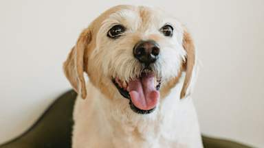 Humans catch dog disease for first time in the UK