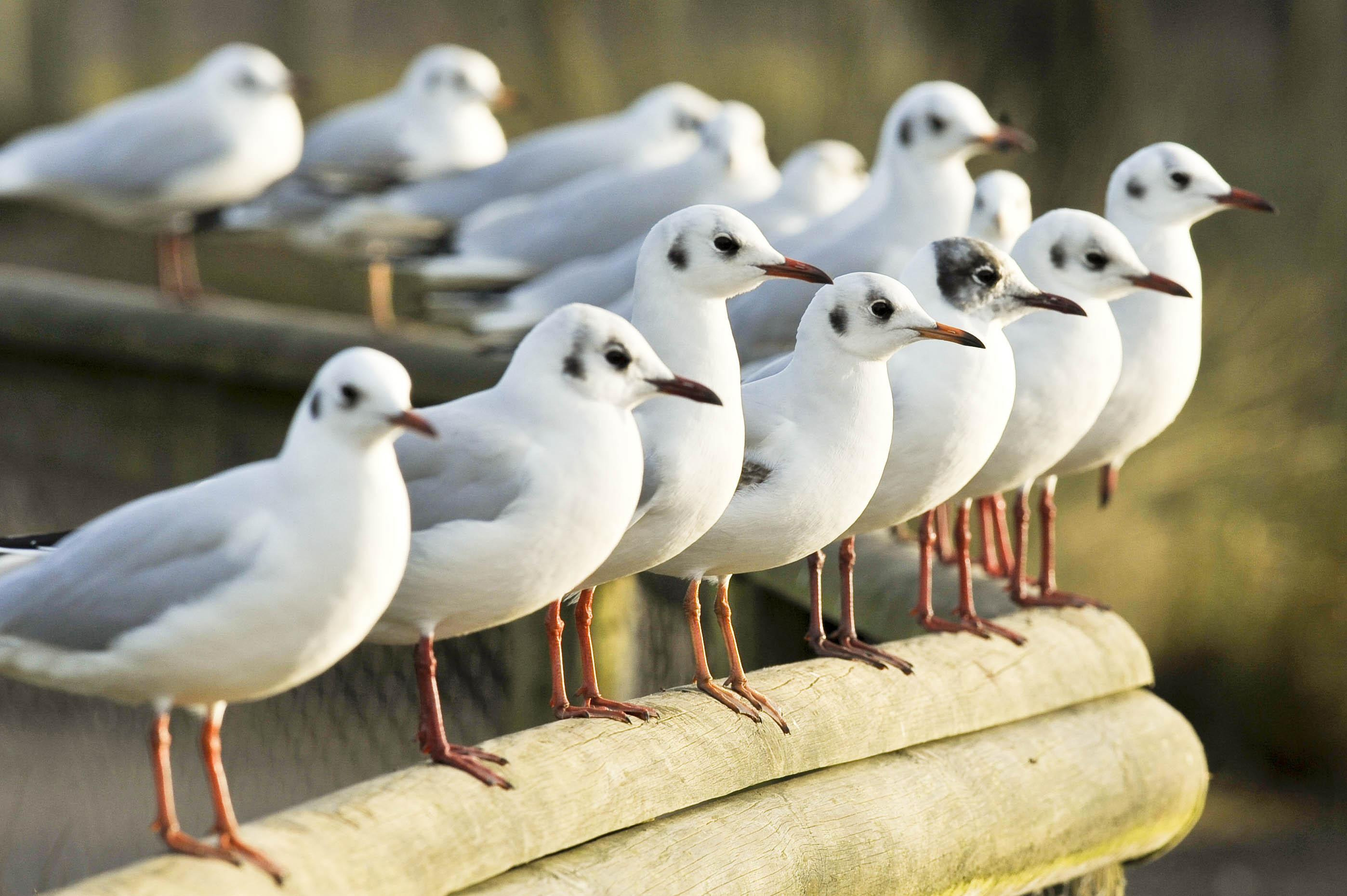 Bird Flu Outbreak Kills More Than 100 Black-headed Gulls In Bedford ...