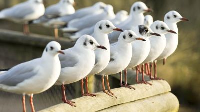 Black-headed gulls have suffered high mortality rates because of bird flu.