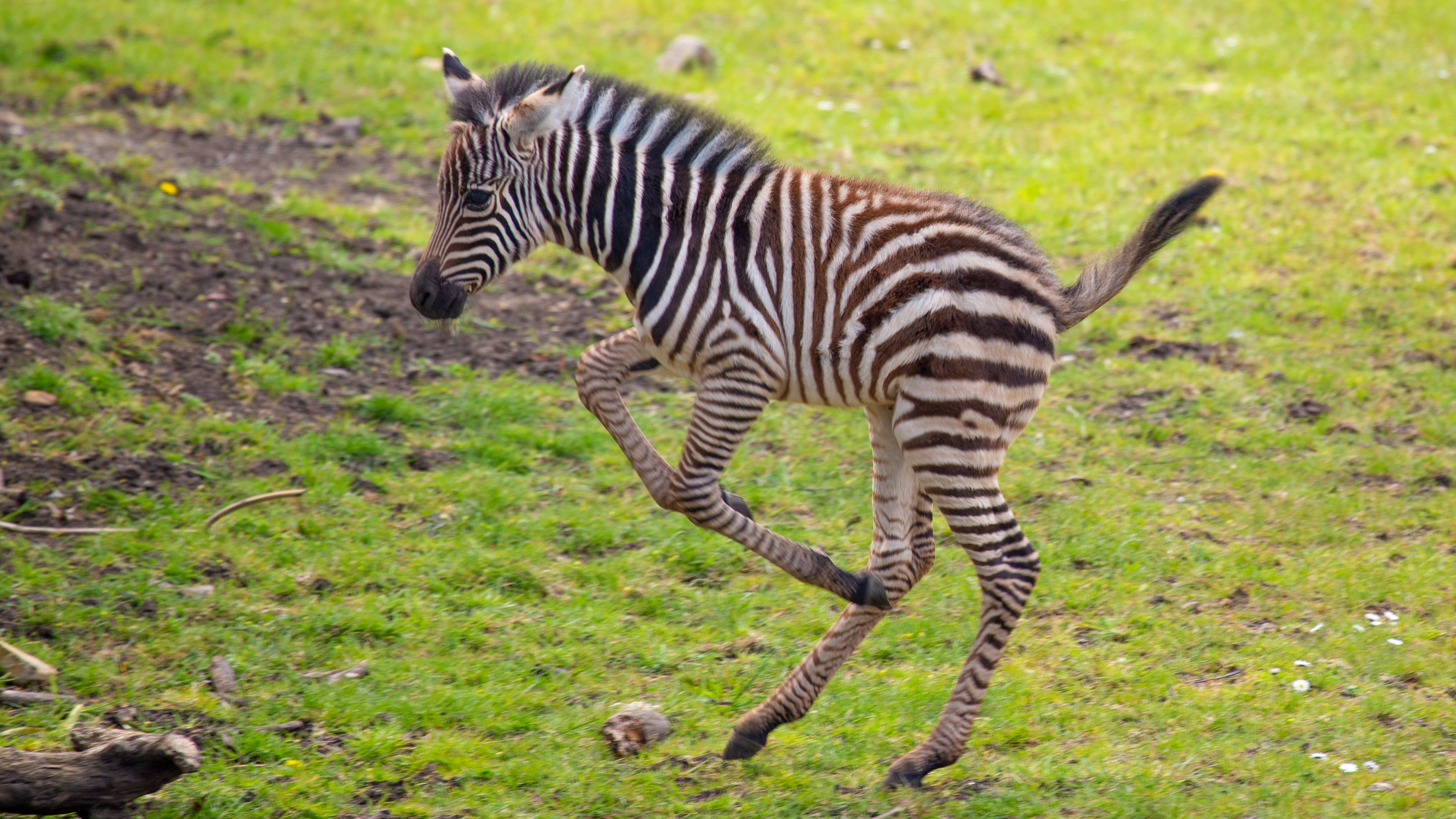 Bristol's newest zebra born at Wild Place Project needs a name | ITV ...