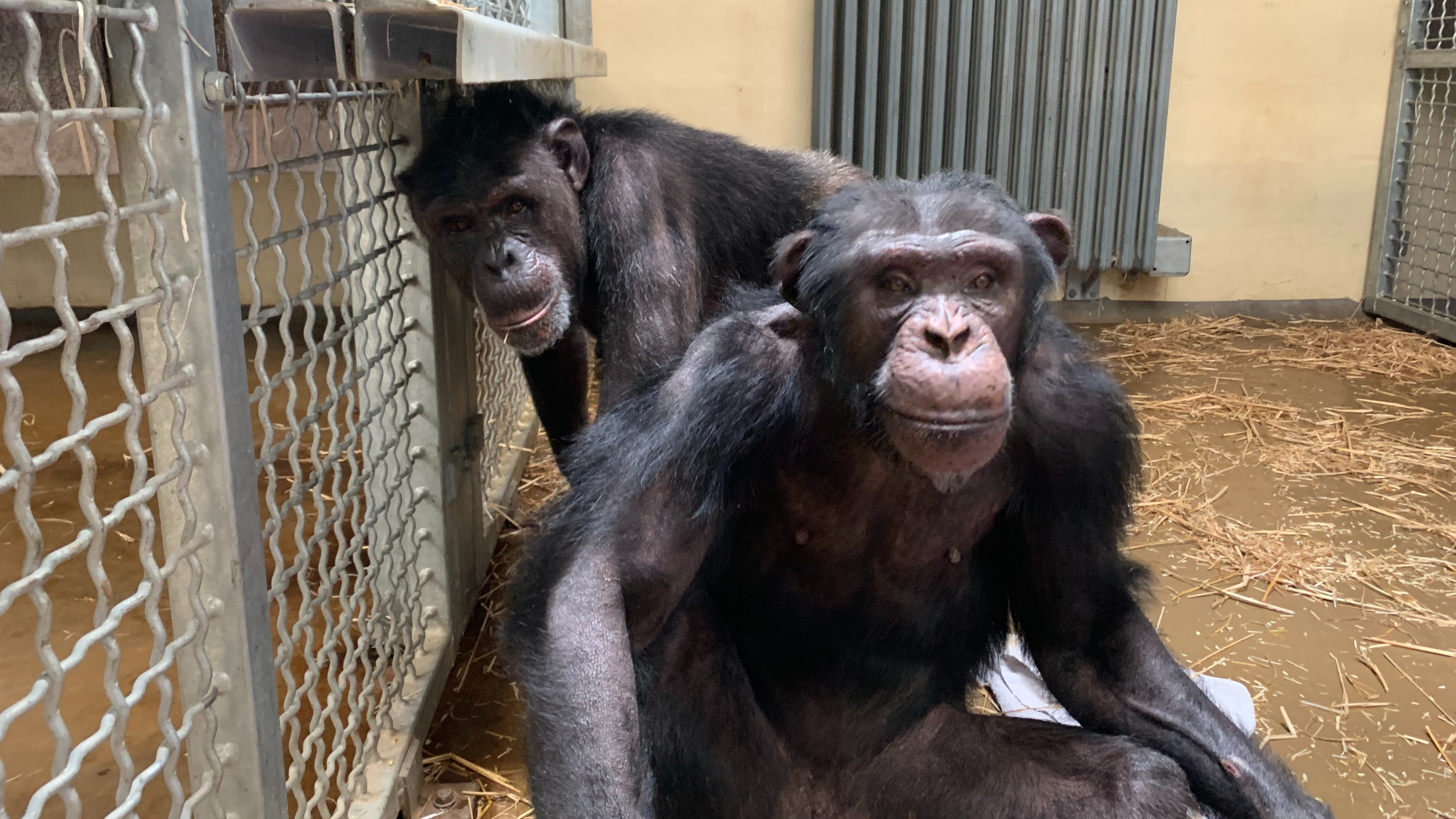 Two chimpanzees from Argentina rehomed at Monkey World in Dorset | ITV ...