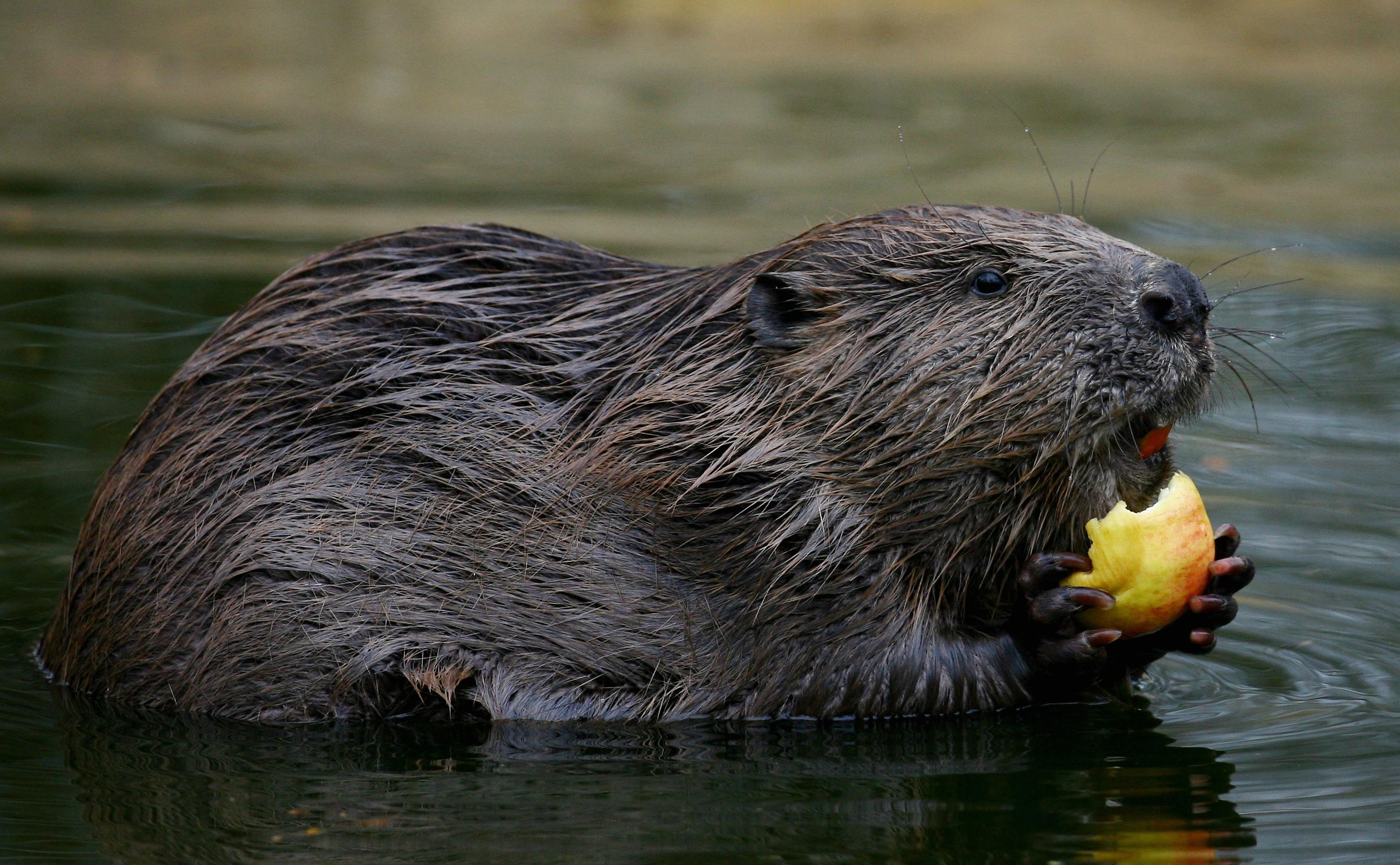 Beavers brought back to London for first time in 400 years to help restore natural habitats | ITV News London