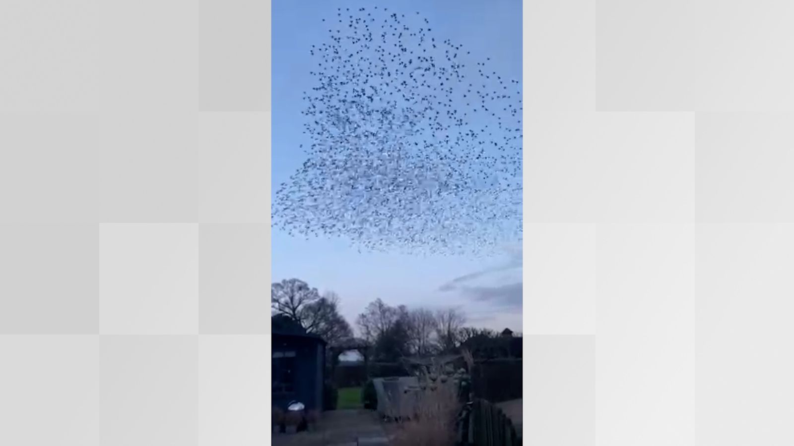 Flying Insect Murmurations Flying flock! Starling murmuration captured in West Sussex | ITV News ...