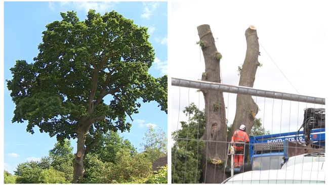 A 600-year-old oak tree has been cut down in Peterborough.