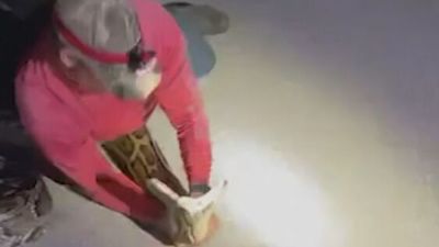 Waleri Python Florida 'Absolute monster': Florida man catches state record 19ft long Burmese ...