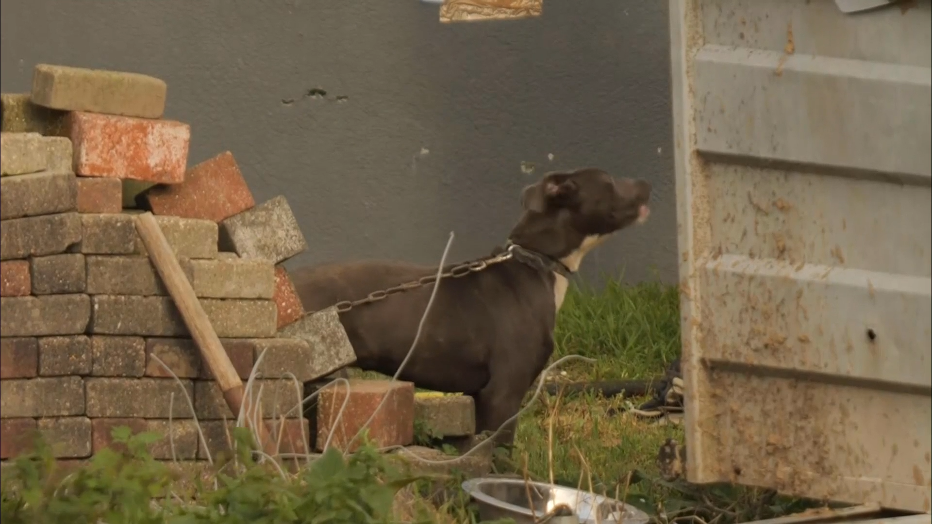 Dog4.png