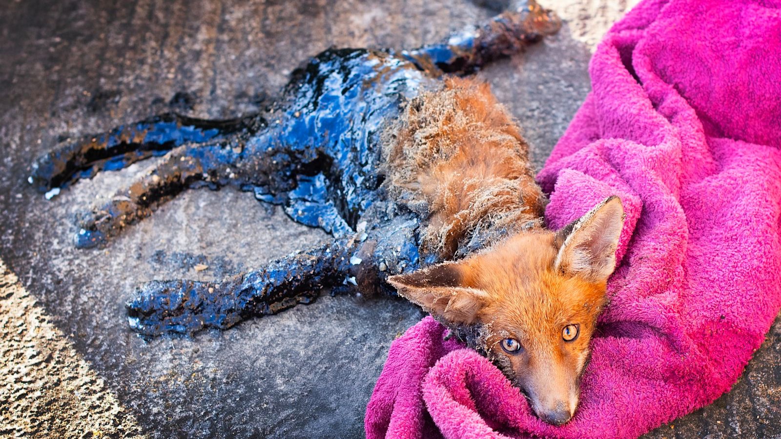 Fox found stuck in tarmac makes recovery thanks to South Essex Wildlife ...