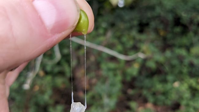 Credit: PA Images/univeristy of Essex