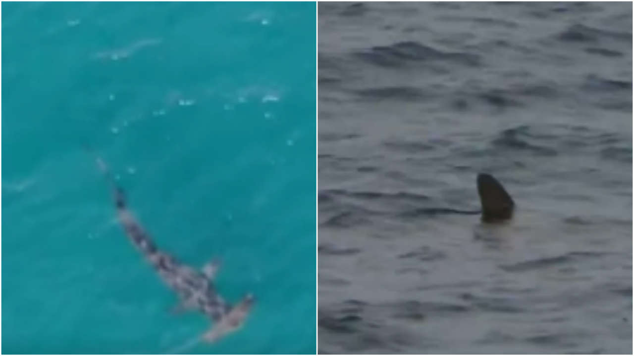Tourist beaches in Spain closed after huge sharks spotted close to shore
