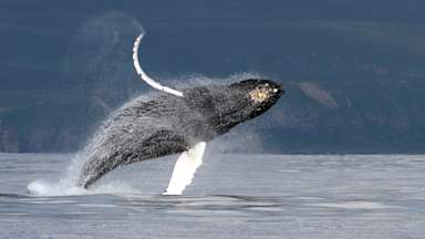 Scientists solve the mystery of how baleen whales sing under water