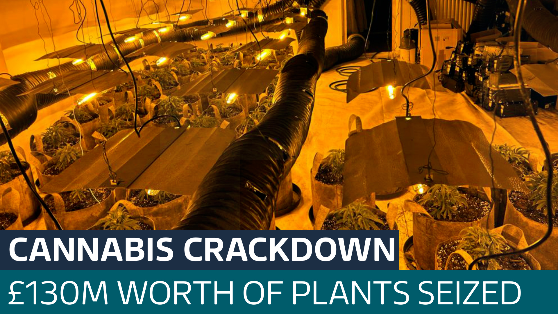 Amazing Cannabis Worth €600k Found On Company Premises Moment for Desktop Amazing Cannabis Worth €600k Found On Company Premises Moment for Desktop