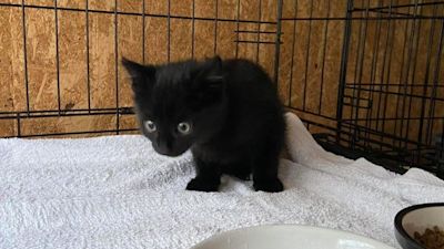 Clay county best sale cat care