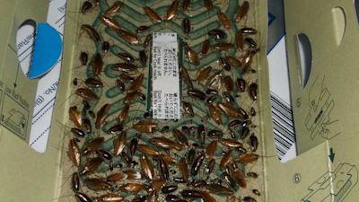 Rats and cockroach infestation lead to kebab shop prosecution (c) Enfield Council