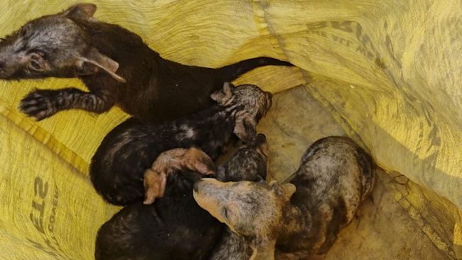 The builders put the puppies in a yellow sack to keep them safe