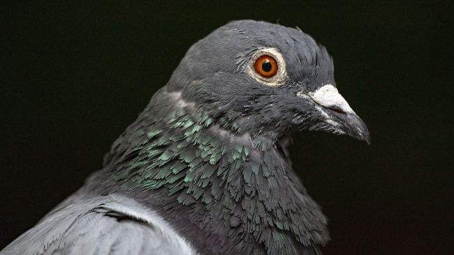 A library picture of a pigeon. 
