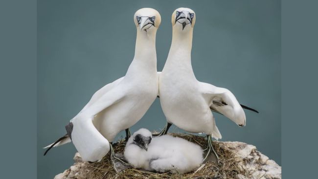 Zoe Ashdown, from Weston-super-Mare, has been highly commended for her amusing picture of two nesting gannets. 
