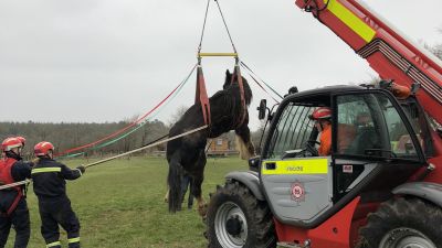 160223 Horse Rescue Rob Cude