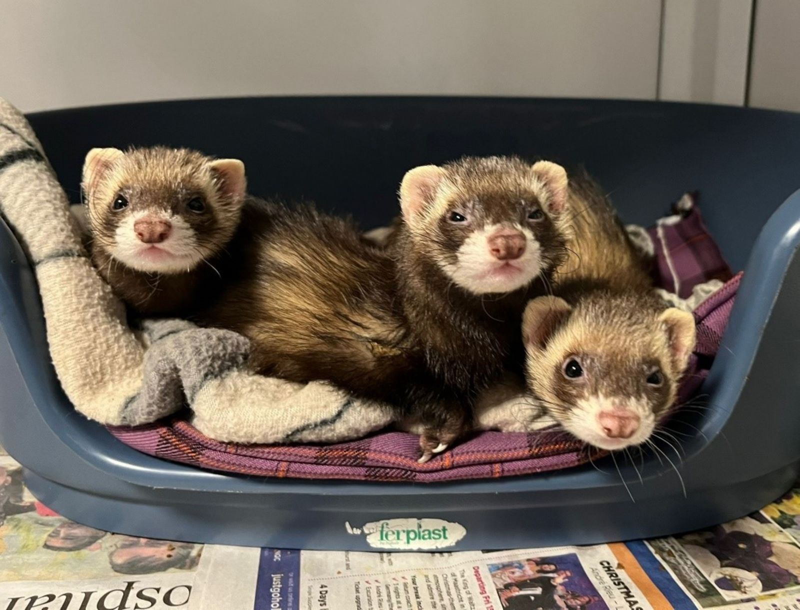 Ferret Rescue Kent Suffolk RSPCA rescue centre 'overrun' with ferrets seeking new homes ...