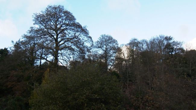 Some trees in Guernsey.