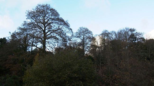 Some trees in Guernsey.