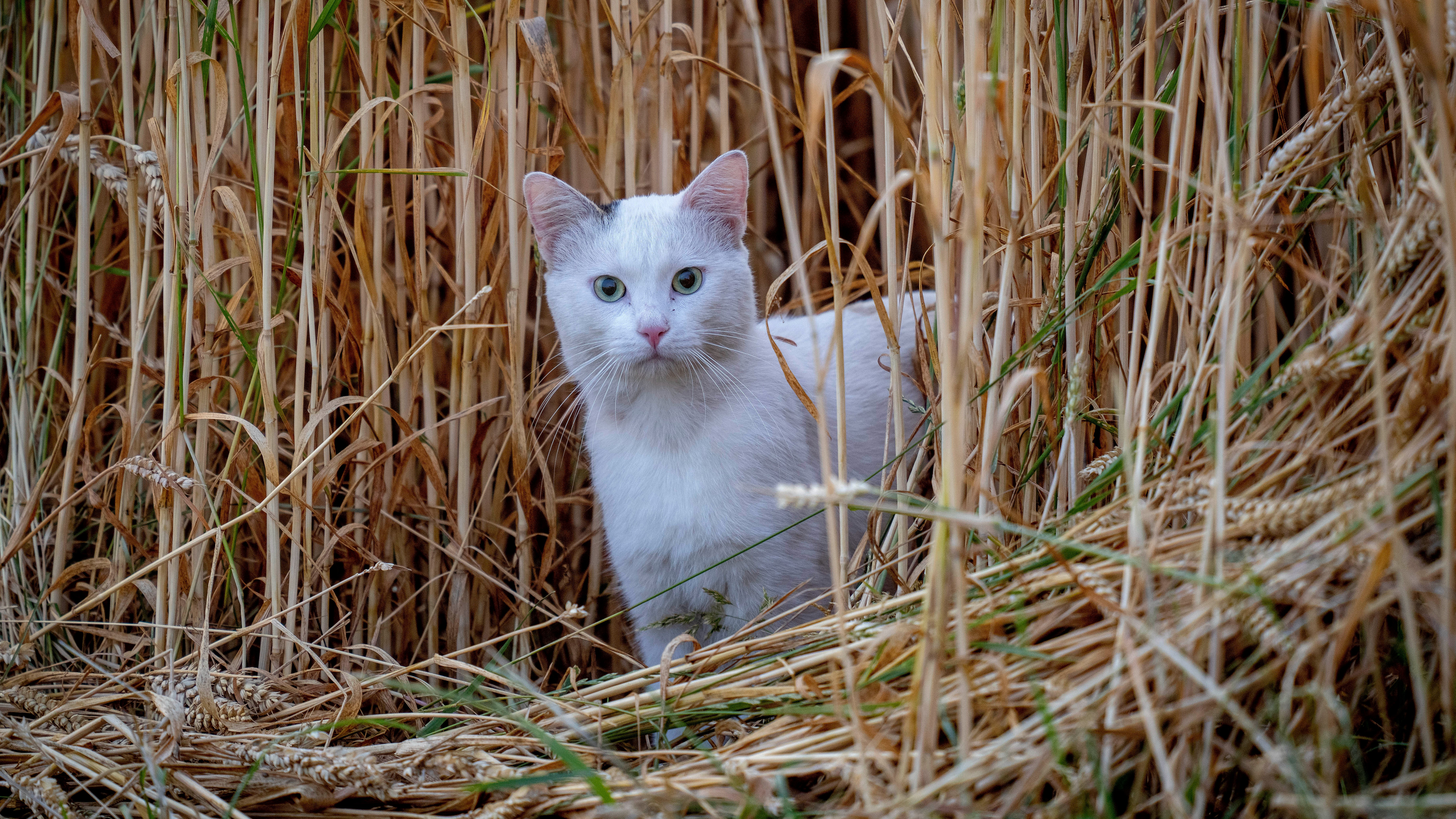 Experts warn about feline coronavirus after 'thousands' of cat deaths in  Cyprus, Animals