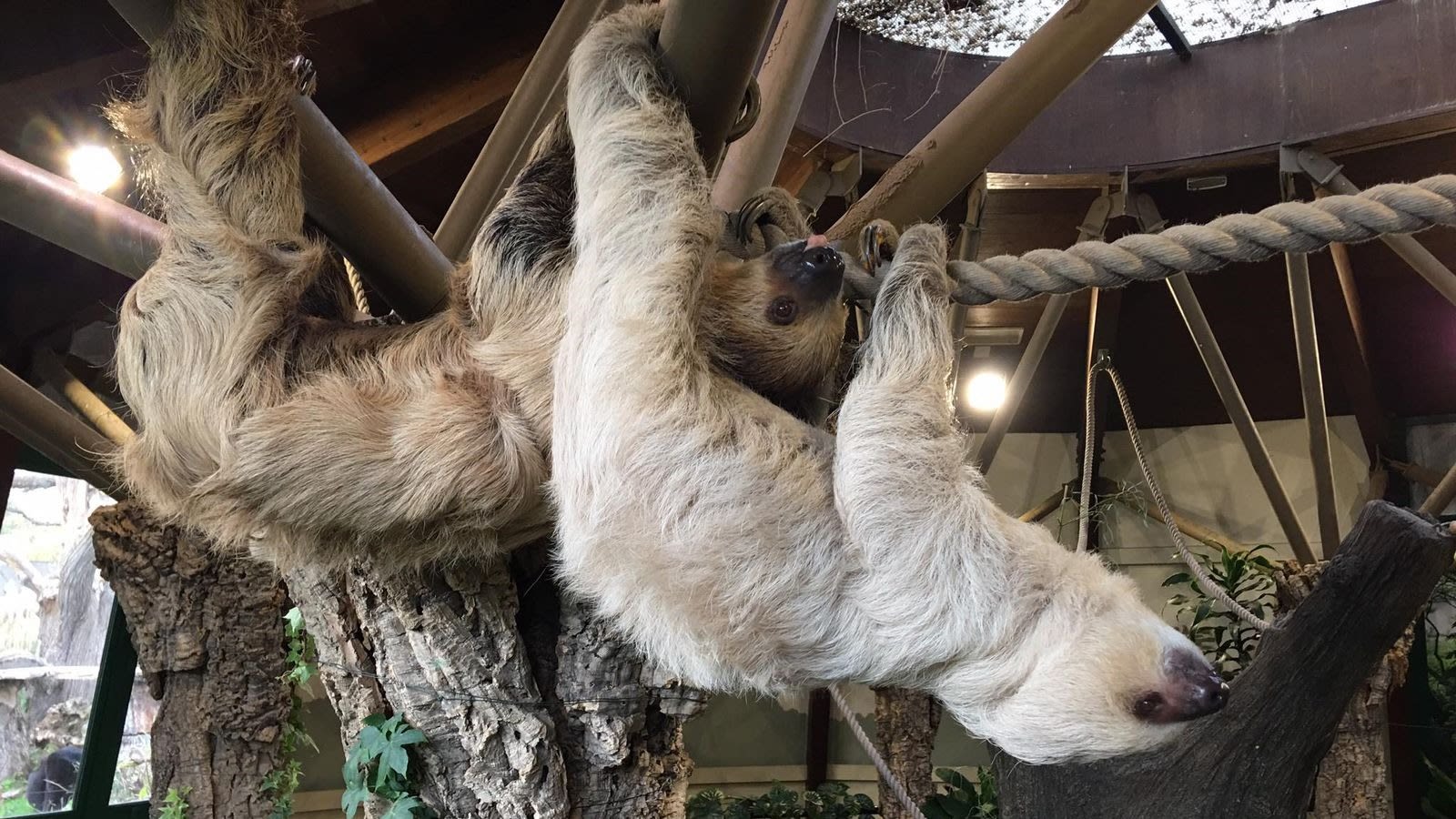 A pair of sloths are among the latest furry residents to arrive at