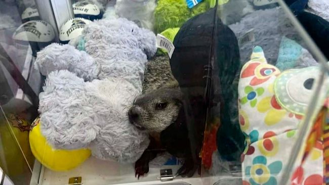 In this photo provided by Lynn Castle is a groundhog dubbed Colonel Custard, July 30, 2024, in Hollidaysburg, Pa. (Lynn Castle via AP Photo)
