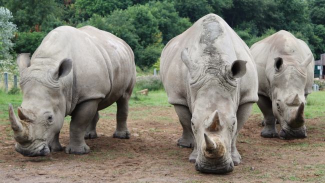 Three female Southern white rhinos at Longleat Safari Park