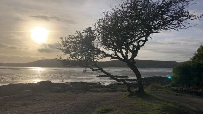 14/12/21. A hawthorn tree in Kippford, Dumfries and Galloway, which has been crowned the UK's 2021 Tree of the Year. ITV Border/James Mahon
