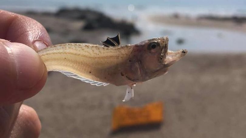 Wales beaches: Warning over potential sting of weever fish as