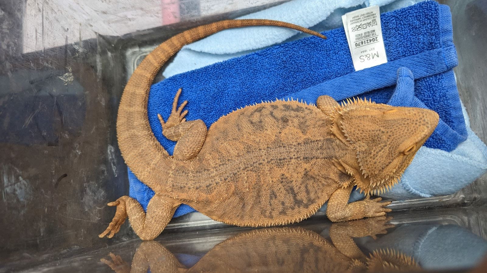 21st Jun 2017.UK weather.Fenster the bearded dragon enjoys basking