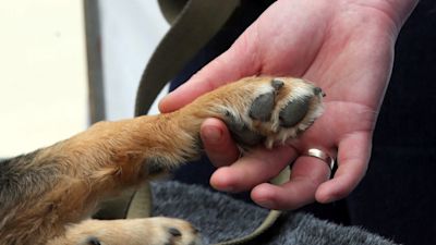 Archive photo of a dog at the vets.