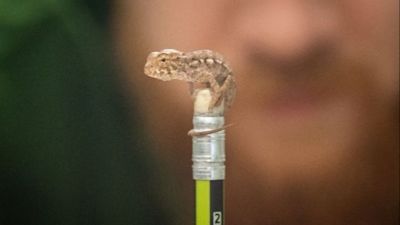 ZSL photo