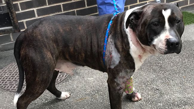 Star, injured dog