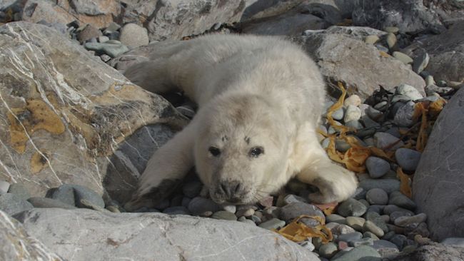 200920 Pembs seal pup