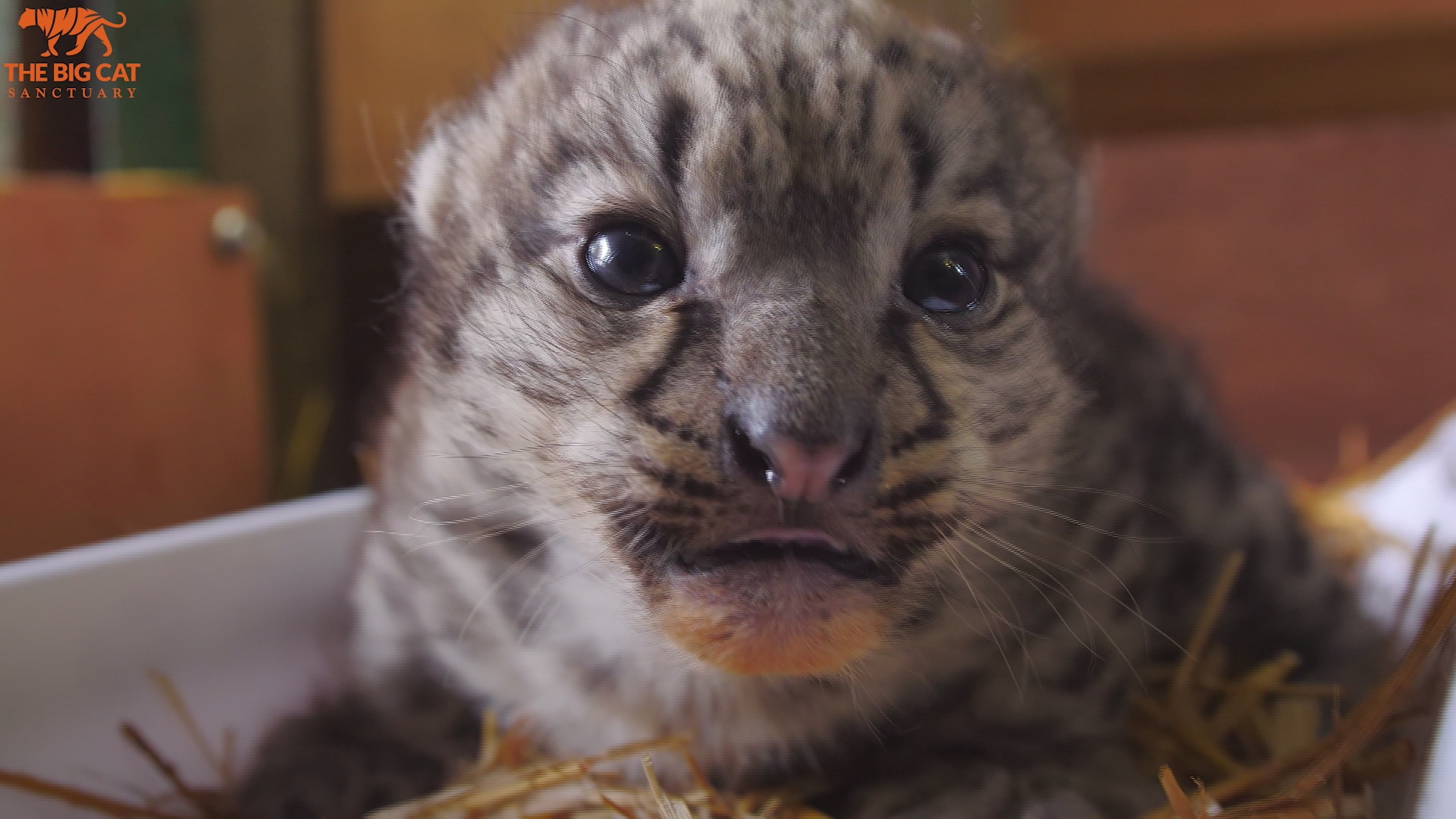 Groundbreaking ultrasound leads to birth of two endangered snow leopards at  The Big Cat Sanctuary
