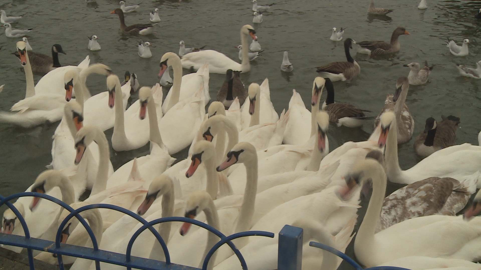 Mute Swan Attack