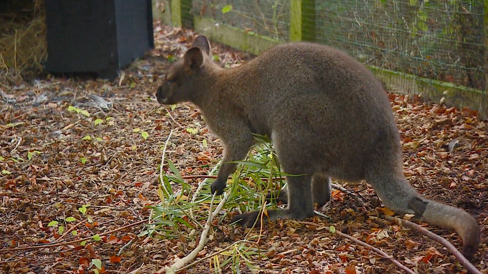 Rock-wallaby rescue