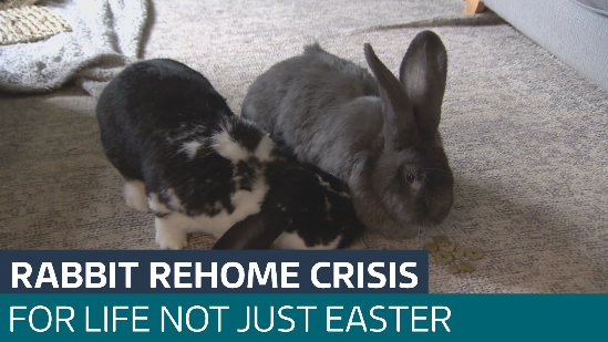 Warnings up to 100,000 rabbits ending up in rescues each year - Latest ...